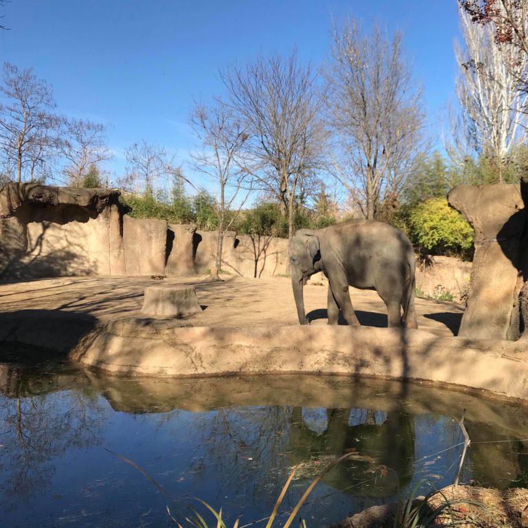 Fun at the St. Louis Zoo! - Milano To Chicago