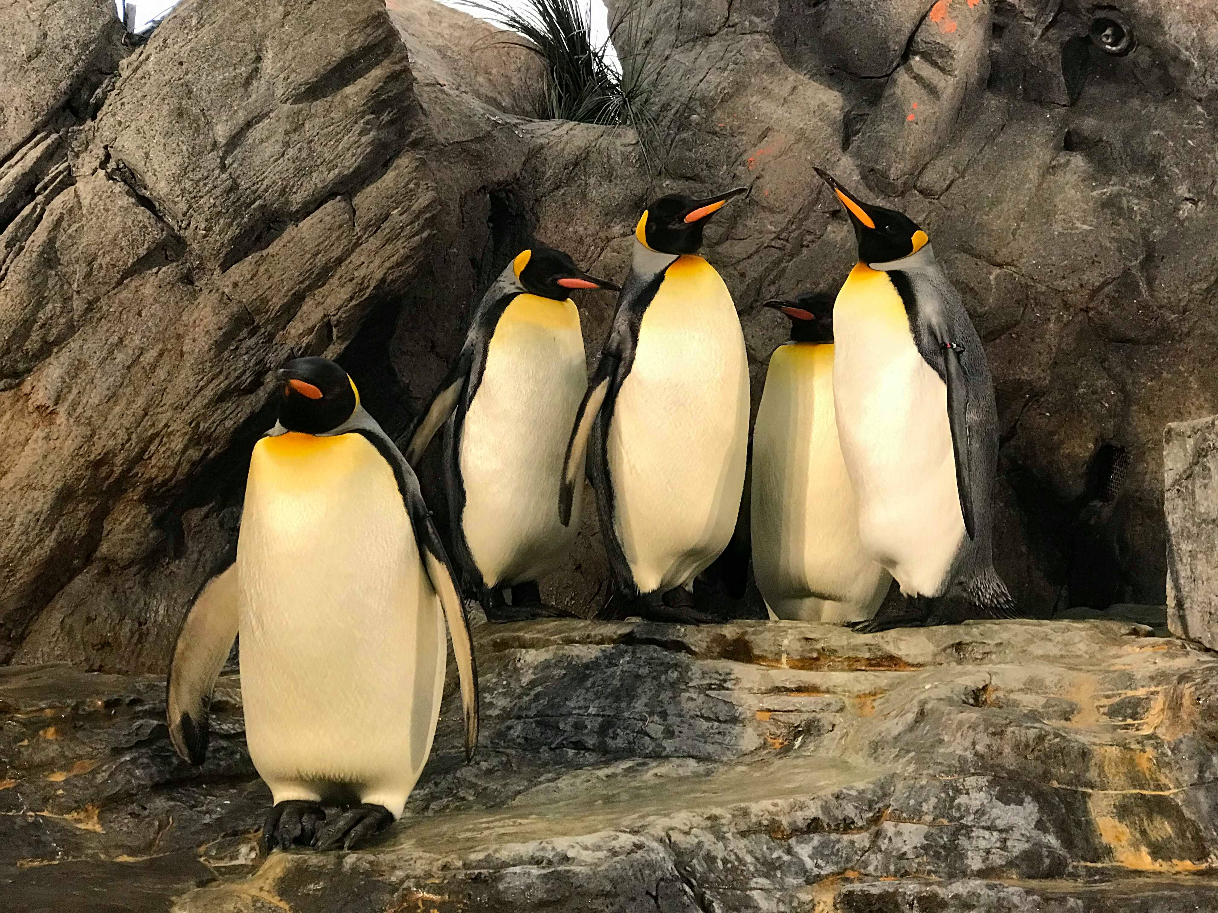 St Louis Zoo Penguin Walk 2018 | Walden Wong